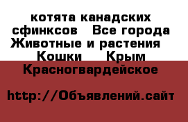 котята канадских сфинксов - Все города Животные и растения » Кошки   . Крым,Красногвардейское